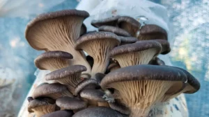 immagine per progetto funghi